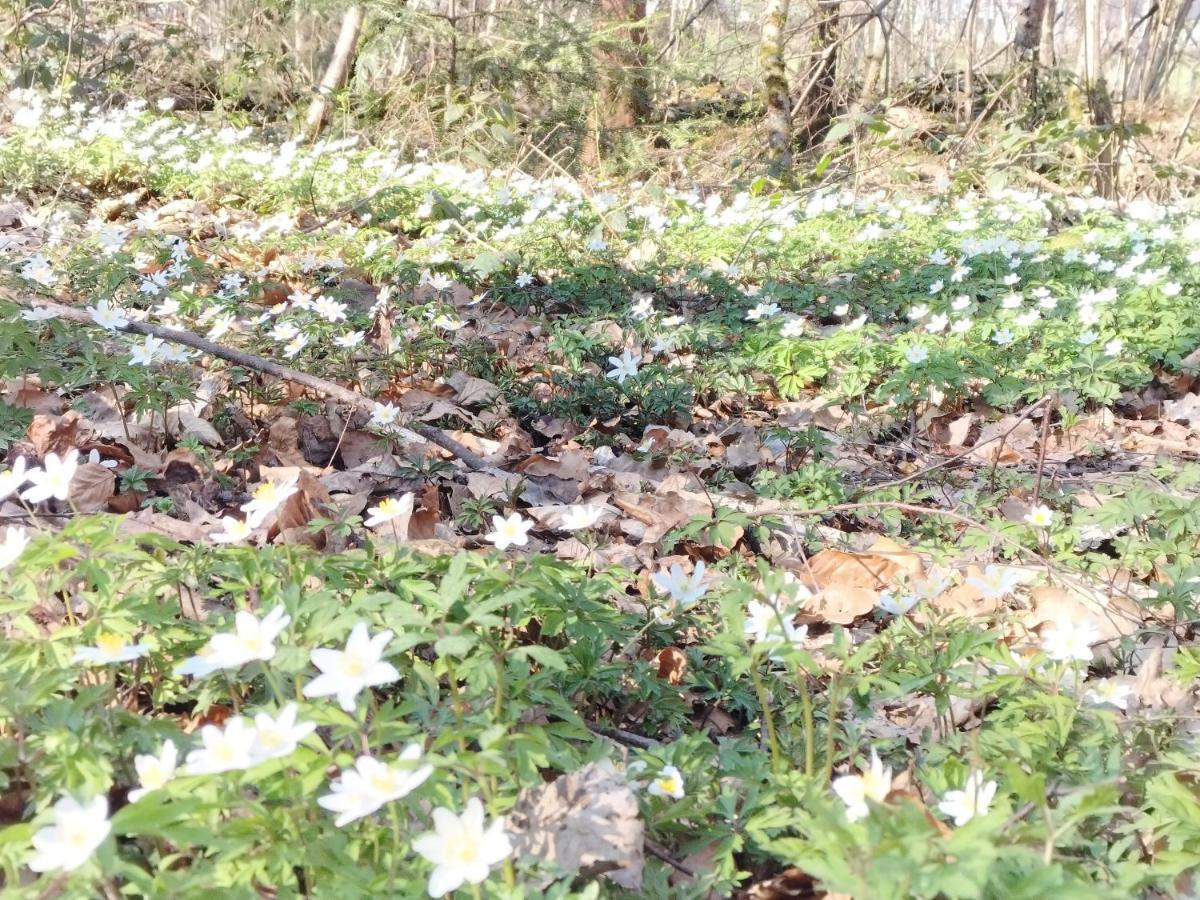 Les Hortensias La Souris Des Champs Étival-Clairefontaine المظهر الخارجي الصورة