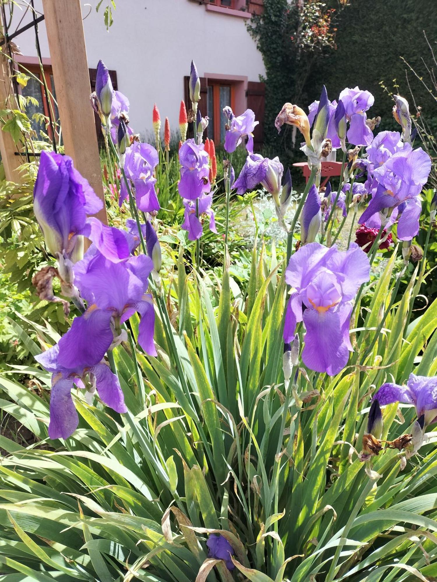 Les Hortensias La Souris Des Champs Étival-Clairefontaine المظهر الخارجي الصورة